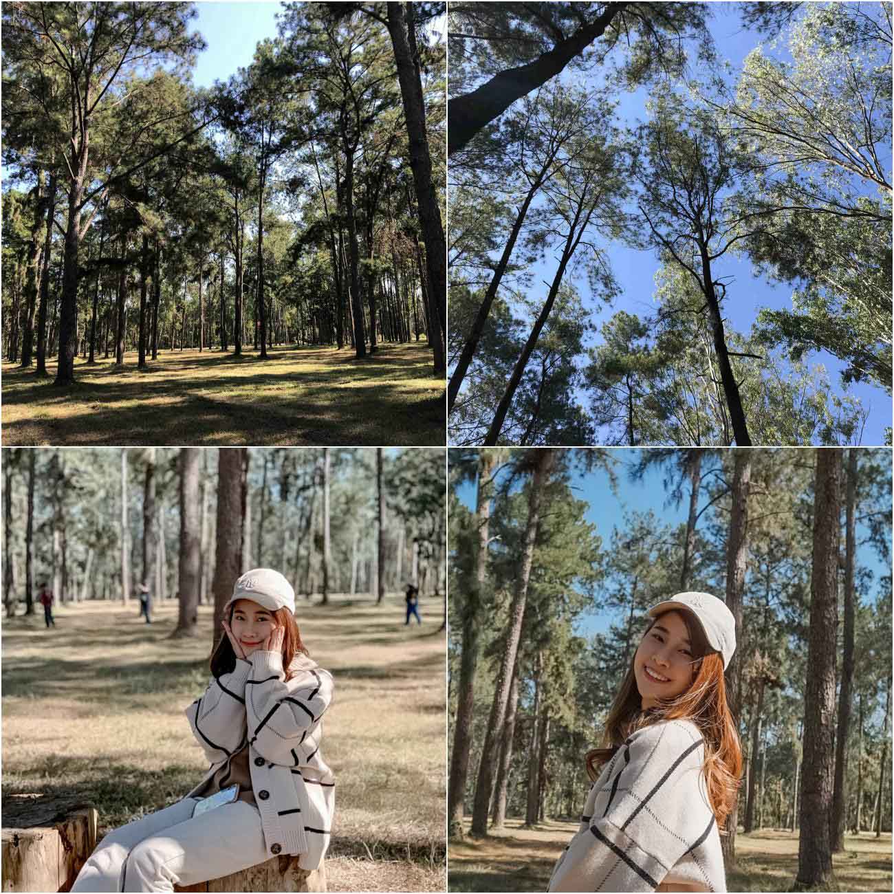 Mae Taeng Pine Garden, great atmosphere, great view for taking pictures. Girls who take photos must not miss the perfect nature, clean, safe, no hassle, cool breeze blowing all day, you definitely won't be disappointed.